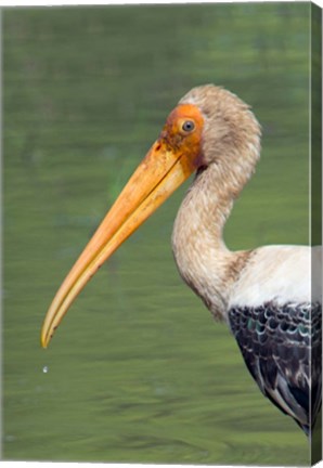 Framed Painted Stork, Bandhavgarh National Park, India Print