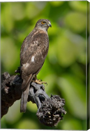Framed Common Buzzard, Bandhavgarh National Park, Madhya Pradesh, India Print
