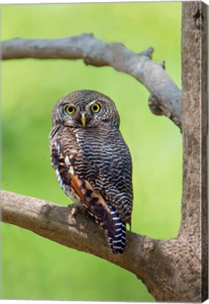 Framed Jungle Owlet, Bandhavgarh National Park, Umaria District, India Print