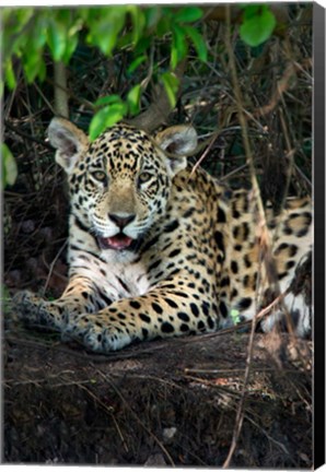 Framed Jaguar, Pantanal Wetlands, Brazil Print