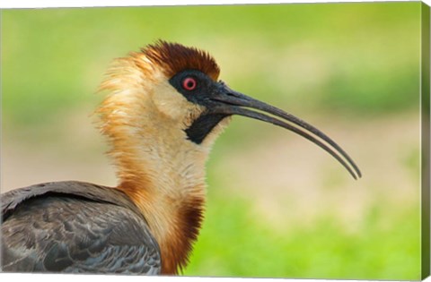 Framed Buff-Necked Ibis,, Pantanal Wetlands, Brazil Print