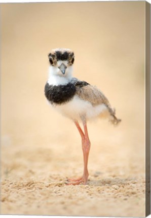 Framed Pied Plover Chick, Pantanal Wetlands, Brazil Print