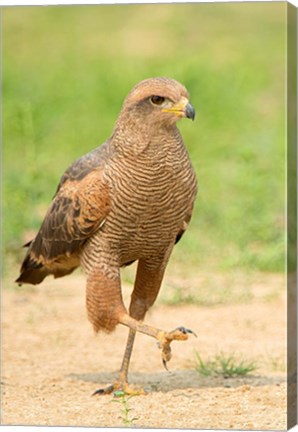 Framed Savanna Hawk, Pantanal Wetlands, Brazil Print