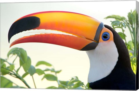 Framed Toco toucan (Ramphastos toco), Pantanal Wetlands, Brazil Print