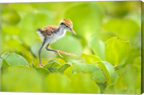 Framed Northern Jacana Chick, Pantanal Wetlands, Brazil Print