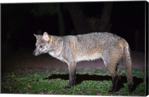 Framed Crab-Eating Fox, Pantanal Wetlands, Brazil Print