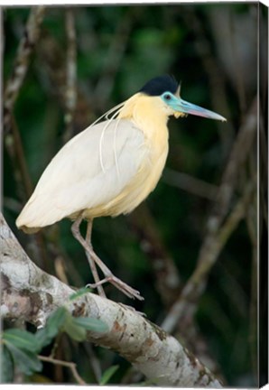 Framed Capped Heron, Pantanal Wetlands, Brazil Print