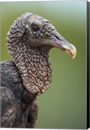 Framed Black Vulture, Pantanal Wetlands, Brazil Print