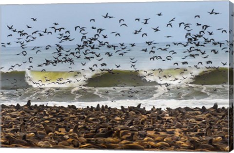 Framed Cape Fur Seals, Cape Cross, Namibia Print