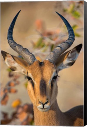 Framed Black-Faced Impala, Etosha National Park, Namibia Print