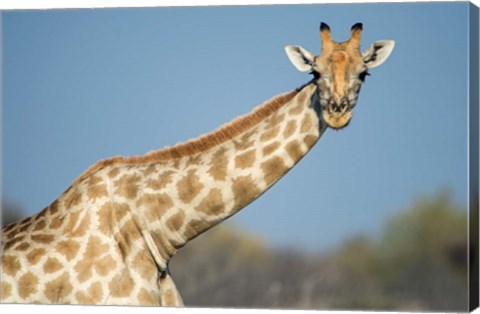 Framed Southern Giraffe, Etosha National Park, Namibia Print