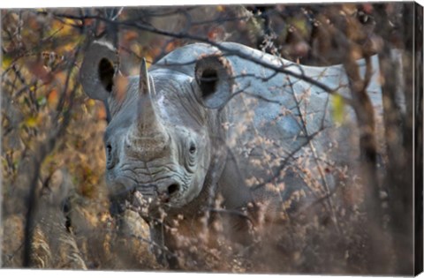 Framed Black Rhinoceros, Etosha National Park, Namibia Print