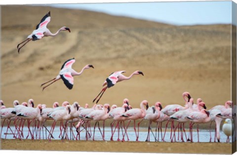 Framed Greater Flamingos, Namibia Print