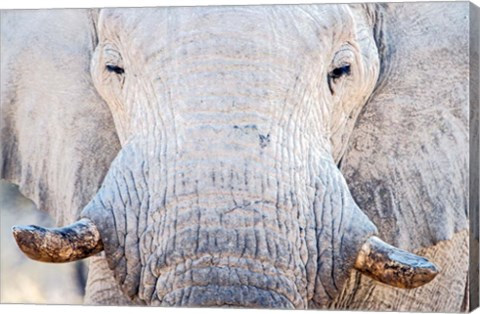 Framed African Elephant, Etosha National Park, Namibia Print
