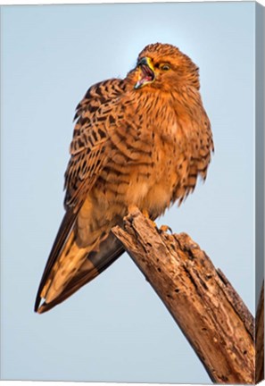 Framed Greater Kestrel, Etosha National Park, Namibia Print