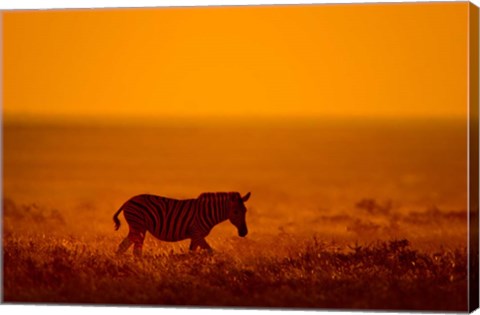 Framed Zebra in a Field, Etosha National Park, Namibia Print