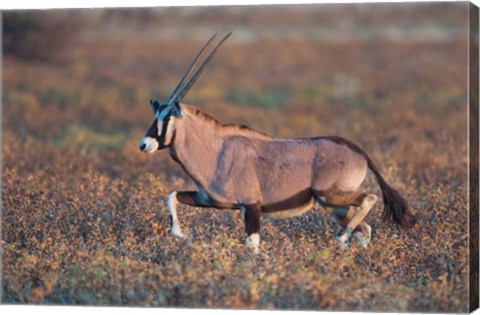 Framed Gemsbok, Etosha National Park, Namibia Print