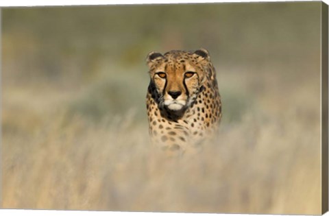 Framed Cheetah, Etosha National Park, Namibia Print