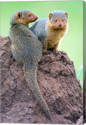 Framed Dwarf Mongooses, Tarangire National Park, Tanzania Print