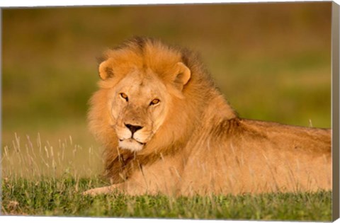 Framed African Lion, Ndutu, Ngorongoro Conservation Area, Tanzania Print