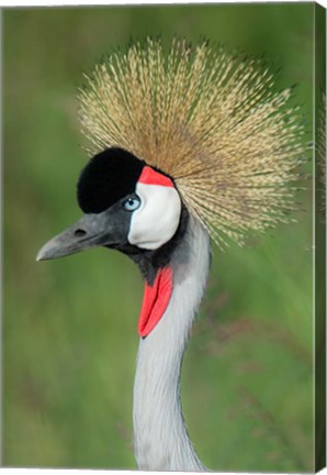 Framed Grey Crowned Crane, Ngorongoro Crater, Tanzania Print