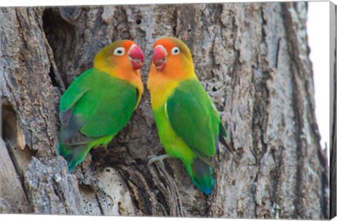 Framed Fischer&#39;s Lovebird, Ndutu, Ngorongoro Conservation Area, Tanzania Print