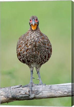 Framed Grey-Breasted Spurfowl, Ndutu, Ngorongoro Conservation Area, Tanzania Print