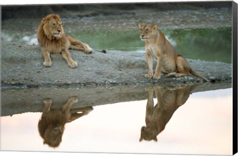 Framed African Lion and Lioness, Ngorongoro Conservation Area, Tanzania Print