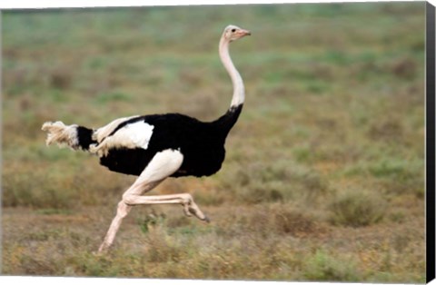 Framed Masai Ostrich, Ndutu, Ngorongoro Conservation Area, Tanzania Print