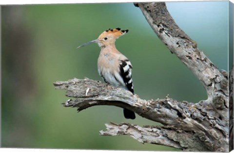 Framed African Hoopoe, Ndutu, Ngorongoro Conservation Area, Tanzania Print