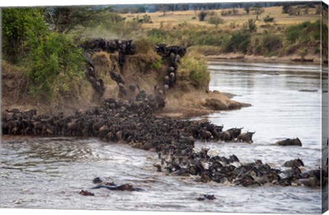 Framed Wildebeests crossing Mara River, Serengeti National Park, Tanzania Print