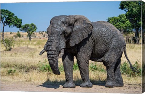 Framed African Elephant, Ndutu, Ngorongoro Conservation Area, Tanzania Print