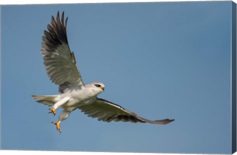 Framed Black-Shouldered Kite, Ngorongoro Conservation Area, Tanzania Print