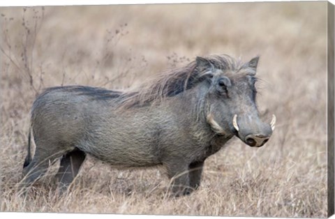 Framed Warthog,Tarangire National Park, Tanzania Print