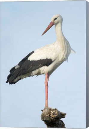 Framed White Stork, Ndutu, Ngorongoro Conservation Area, Tanzania Print