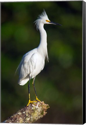 Framed Snowy Egret, Tortuguero, Costa Rica Print