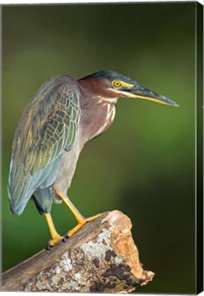 Framed Green Heron, Tortuguero, Costa Rica Print