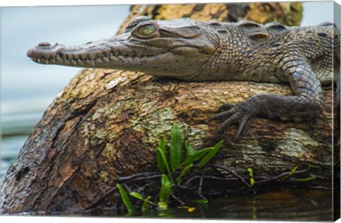 Framed American Crocodile, Tortuguero, Costa Rica Print