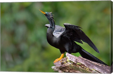 Framed Anhinga, Tortuguero, Costa Rica Print