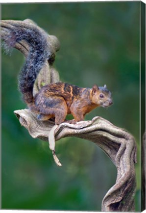 Framed Variegated Squirrel, Sarapiqui, Costa Rica Print