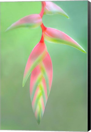 Framed Heliconia Flower, Sarapiqui, Costa Rica Print