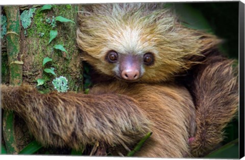 Framed Two-Toed Sloth, Tortuguero, Costa Rica Print