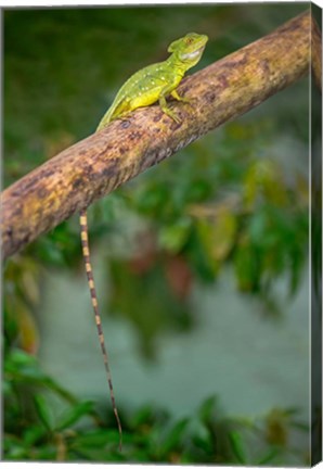 Framed Plumed Basilisk, Costa Rica Print