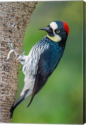 Framed Acorn Woodpecker, Costa Rica Print