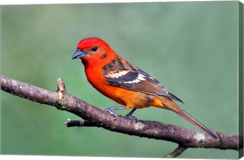 Framed Flame-Colored Tanager Savegre, Costa Rica Print