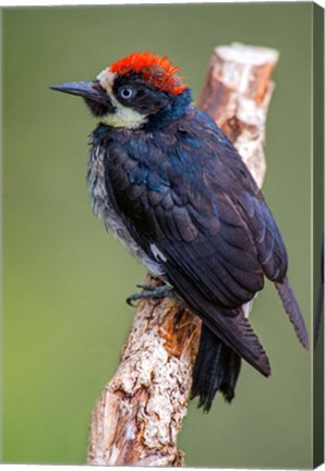 Framed Black Acorn Woodpecker, Savegre, Costa Rica Print