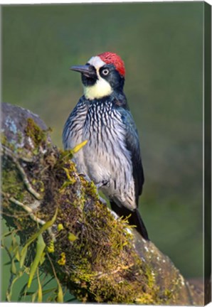 Framed Acorn Woodpecker, Savegre, Costa Rica (vertical) Print