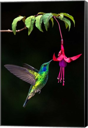 Framed Green Violetear, Savegre, Costa Rica Print