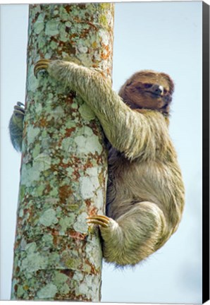 Framed Three-Toed Sloth, Sarapiqui, Costa Rica Print