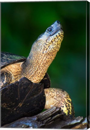 Framed Black Marsh Turtle, Tortuguero, Costa Rica Print